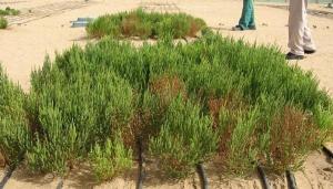 cea-mai-mare-descoperire-din-domeniul-energiei-neconventionale-poate-schimba-lumea-18472736