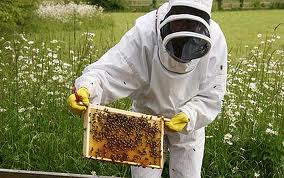 beekeeping