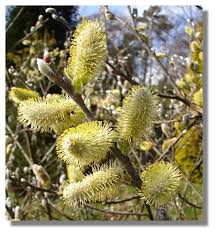tree catkin