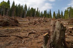 DEFRISARE - MASIVUL FAGARAS - MUNTELE CLABUCETUL