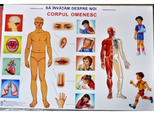 corpul_omenesc_plansa_-_70x100_cm_