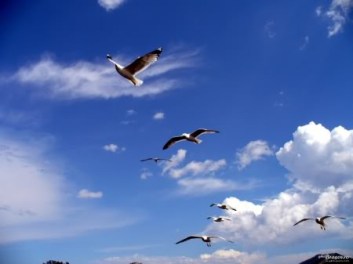 pescarusi-in-cerul-albastru-2007319