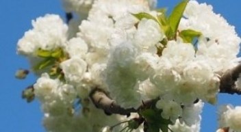 cherry-blossom-1260647_960_7201-300x180-546x300